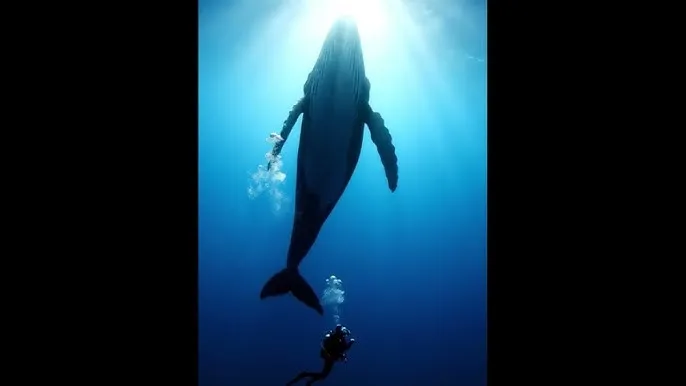 ...中文天堂在线观看 - 深蓝星球：探索海洋深处的未知世界